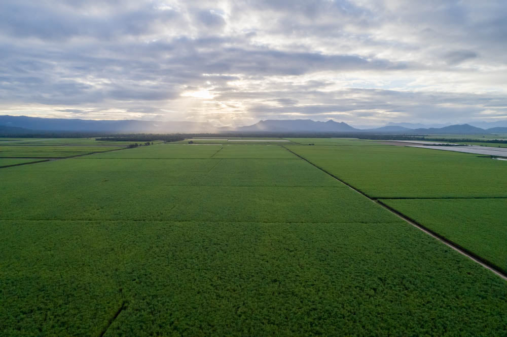 PG003 - SUGAR CANE FIELDS